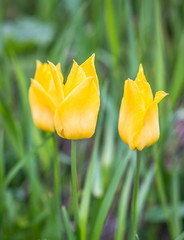 the flower. flower colorful. beautiful flowers