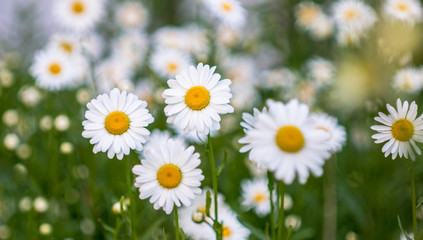 Fototapeta premium the flower. flower colorful. beautiful flowers