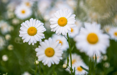 Fototapeta premium the flower. flower colorful. beautiful flowers