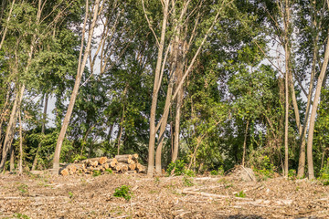 Trees in the visited forest 