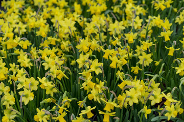 garden centre farm shop warwickshire england uk gardening flowers plants food horticulture pastime hobby shopping retail