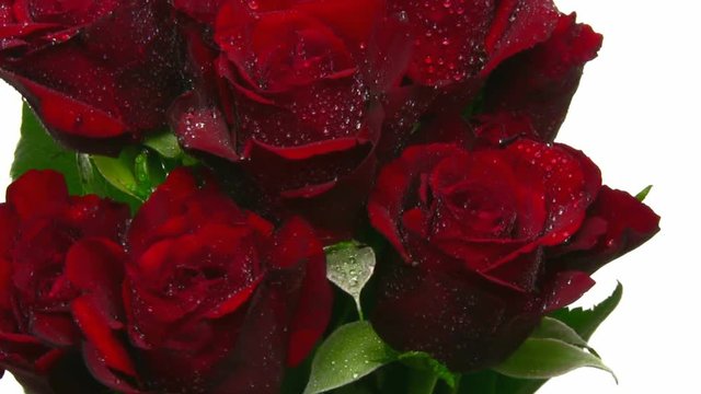 Rotating bouguet of red roses with water drops 5x1 isolated on white baxkground, seamless loop 
