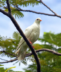 white dove on the branch