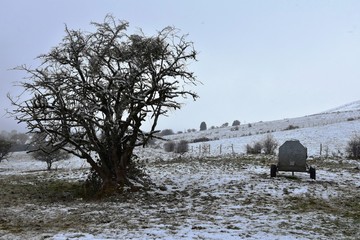 Winter landscape with tree