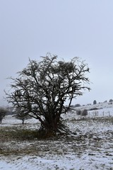 tree in winter