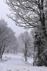 Forêt en hiver