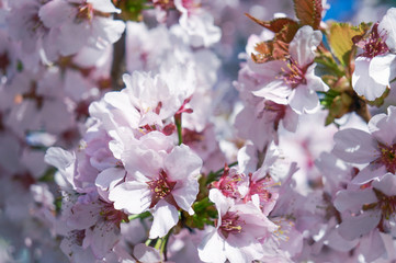 Fototapeta na wymiar Spring the cherry blossoms. Vintage 