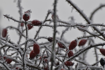 Hagebutten im Winter