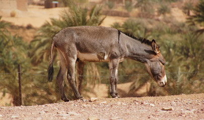 a mauretanian donkey