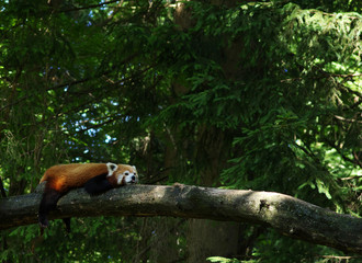  red panda in a tree
