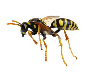 wasp isolated on white
