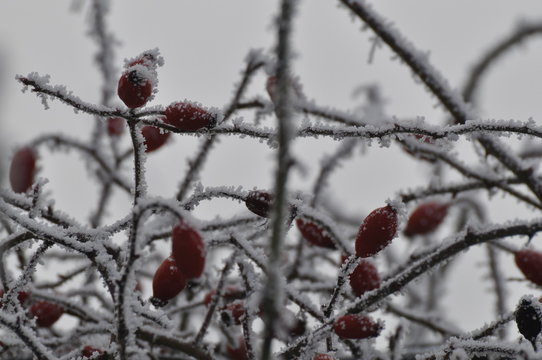 Hagebutten im Winter