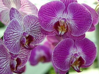 Orchid flower in garden