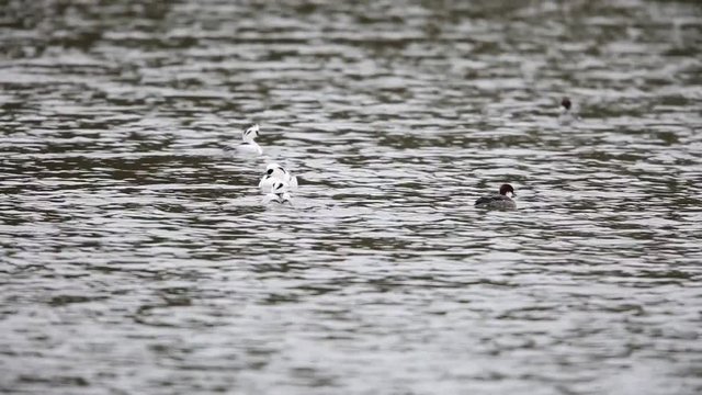 Smew (Mergus albellus) in Japan