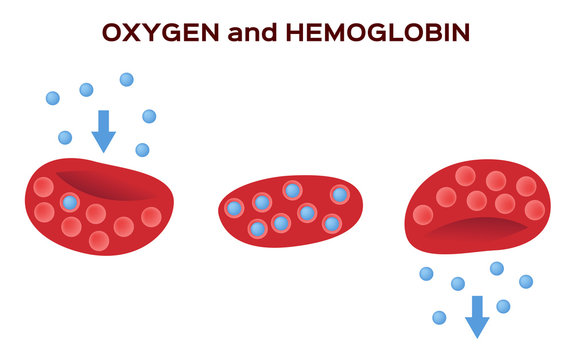 Oxygen And Red Blood Cell , Gas Exchange Vector . Anatomy Concept