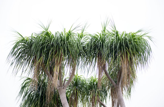 Ponytail Palm (Nolina recurvata, Beaucarnea recurvata) blooming in the garden