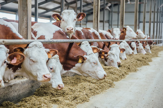 Dairy cows of Monbeliard breeding in free livestock stall 