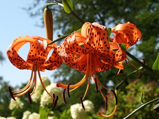 Orange Lilie mit Punkten