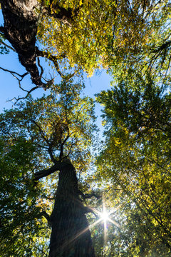 Ancient pollard Oak at Schwanheim forest