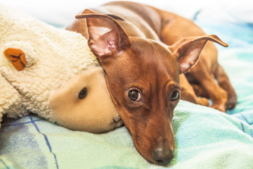 Portrait of red miniature pinscher with plushi ice bear