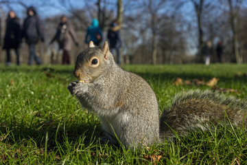 pequeña ardilla gris