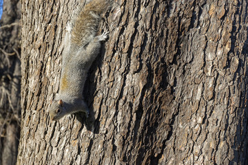 pequeña ardilla gris © Antonio ciero