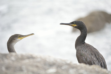 Cormoranes 1