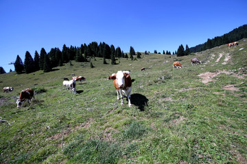 cows grazing on green mountain meadow photographed with fisheye lens