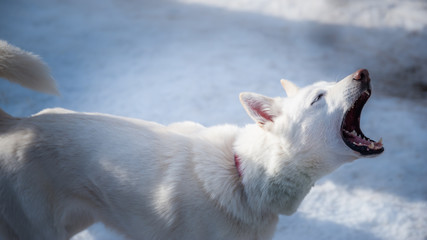 Fototapeta premium Siberian Husky