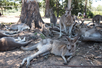 Naklejka na ściany i meble Kangroos at Brisbane Koala Sanctuary