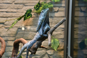 Frilled lizard (LAT. Chlamydosaurus kingii)