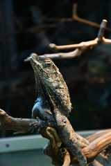 Frilled lizard (LAT. Chlamydosaurus kingii)
