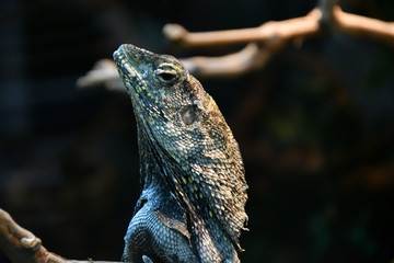 Frilled lizard (LAT. Chlamydosaurus kingii)