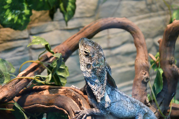Frilled lizard (LAT. Chlamydosaurus kingii)