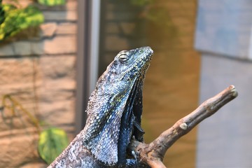 Frilled lizard (LAT. Chlamydosaurus kingii)