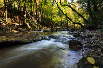 forêt de méounes les Montrieux, var, france