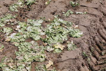 rotten lettuce field after the environmental catastrophe in the cultivated field