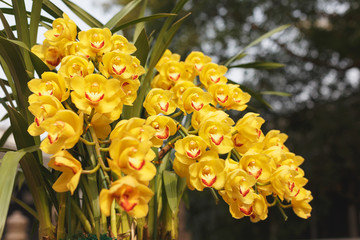 A cymbidium is  in full bloom