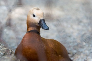 Waterfowl. Duck with brown plumage.