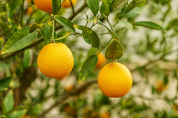 Mandarin organic citrus tree and green leafs. Natural fresh food and sweet orange mandarine fruit