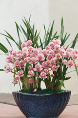 A cymbidium is  in full bloom