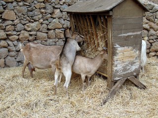 Chèvres s'alimentant à un râtelier