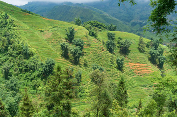 Fototapeta na wymiar Summer landscape of spectacular rice terraces on hill