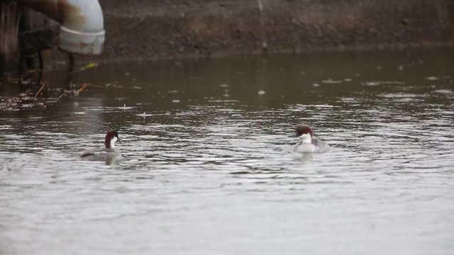Smew (Mergus albellus) in Japan