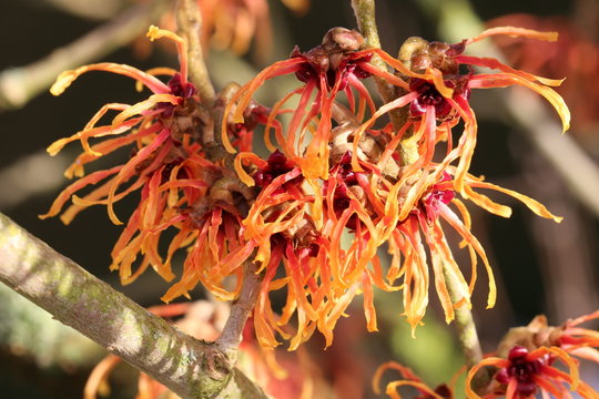 Zaubernuss - Hamamelis