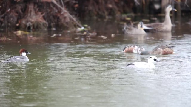 Smew (Mergus albellus) in Japan