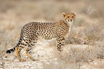 Naklejka na ściany i meble Young cheetah (Acinonyx jubatus) in natural habitat, Kalahari desert, South Africa