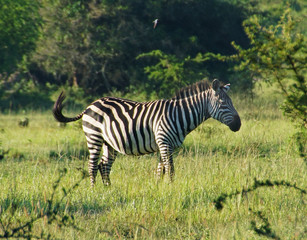 Zebra in a forest in central Africa