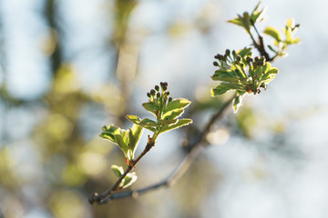 first spring leaves on linden tree