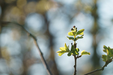 first spring leaves on linden tree